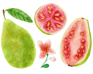 Watercolor collection, bright guava, fruit cut, bloom isolated on white background. For various products, kitchen etc.