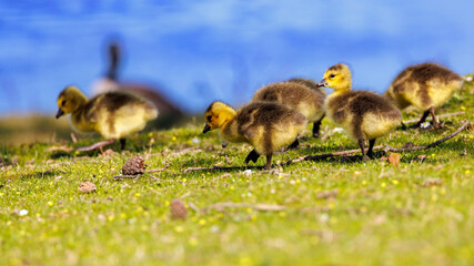 A pack of yellow goslings, baby chicks