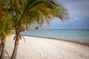 beach with palm trees