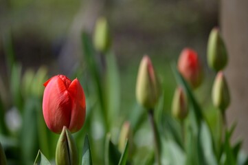 red tulip and tulip buds in spring