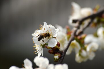 a bee on a white cherry blossom
