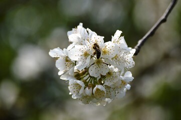 a bee on a cherry blossom