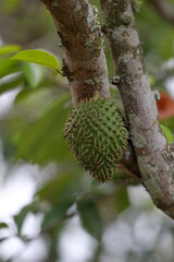 feira de santana, bahia, brazil - april 23, 2023: Soursop fruit seen in the city of Feira de Santana.