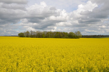 CHAMP DE COLZA AU PRINTEMPS