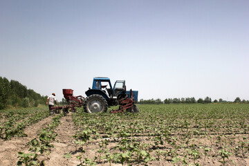 Obraz premium Farmer driving small cotton seedlings in cotton field with tractor