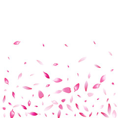 White Sakura Petal Vector White Background.