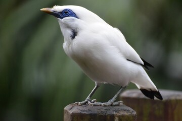 Portrait of a bali myna at Hong Kong Park