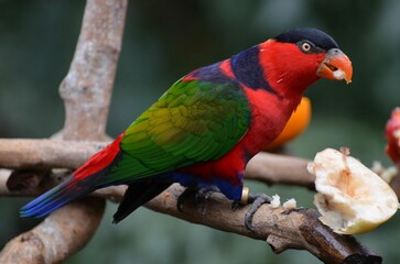 Portrait of a black-capped lory at Hong Kong Park