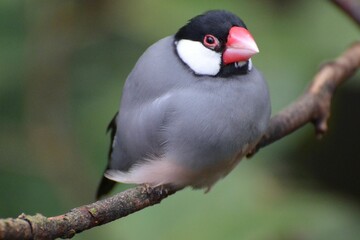 Portrait of a java sparrow at Hong Kong Park