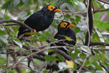Portrait of yellow-faced mynas, Hong Kong Park