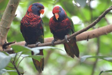 Portrai of a coconut lorikeets at Hong Kong Park