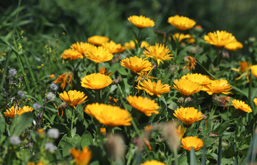 Field of yellow daisies, macro image.