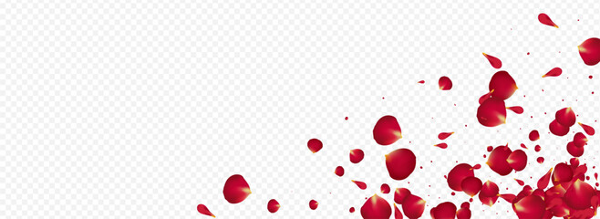 Red Rose Falling Vector Panoramic Transparent
