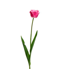 Tulip flower isolated on white