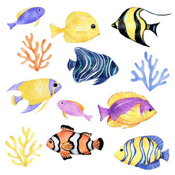 Tropical fish, watercolor illustration, paper.
