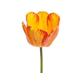 Tulip flower isolated on white