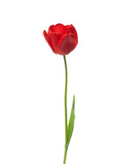 Obraz premium Tulip flower isolated on white