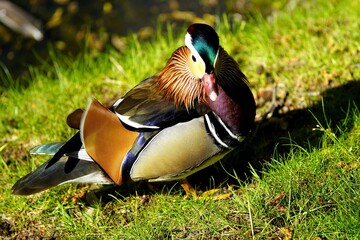 
The mandarin duck (Aix galericulata) is a perching duck species native to the East Palearctic. Hanover, Herrenhausen, Germany.
