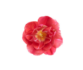 Tulip flower isolated on white