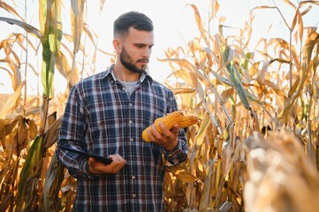 A man inspects a corn field and looks for pests. Successful farmer and agro business