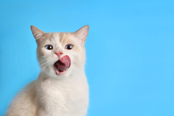 Funny cat licks his lips. Portrait of a white-red kitten with beautiful blue eyes, looking straight...