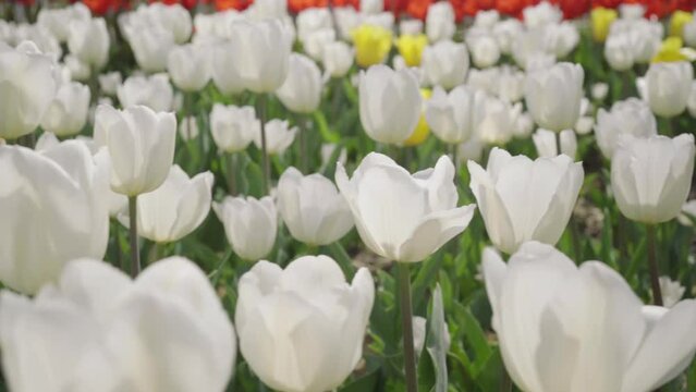 Amazing white tulip flowers blooming in a field of tulips on a blurred background of tulip flowers