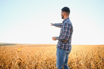 Agronomist farmer examining development of soybean crops in plantation field, selective focus.