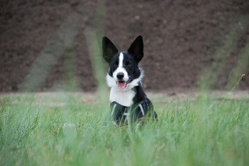 Die kleine Border Collie Hündin in der Natur