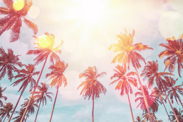 Fototapeta na wymiar Tropical palm tree with sun light on sunset sky and cloud abstract background.