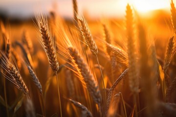 sunset wheat field background photo, blurred and soft focus. Generative AI