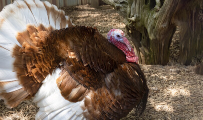 Turkey, The Majestic Tom Turkey: A Big, Brown, and Beautiful Symbol of Thanksgiving on the Farm. ...
