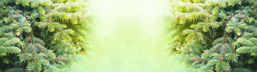 Shining green banner, pine branches in the sun. Advertising, sale, Christmas.New Year. Wide banner. Panorama.forest.