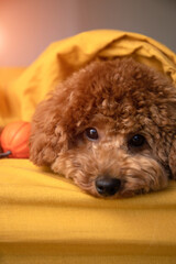 A small red curly poodle dog lies on the bed with yellow blanket close-up