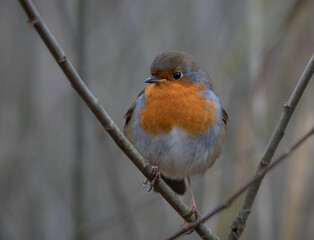 robin on a branch