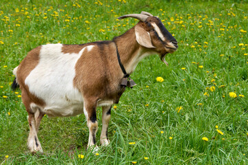 Stehende braun-weiße Ziege mit zwei kleinen Glocken in Seitenansicht auf einer Wiese im Frühling