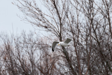 A Herring Gull Flying On A Spring Day