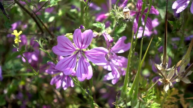 honey bee covered with pollen flying over wild mallow flowers slow motion