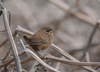 Juvenile Wren