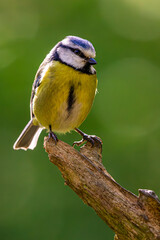 Bluetit on branch