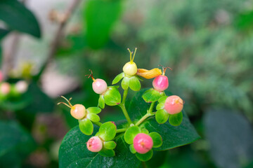 Colorful Tutsan | Sweet Amber
