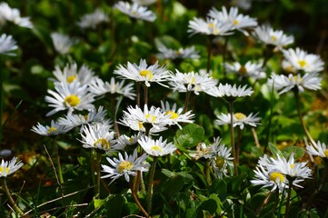 white flowers in the grass