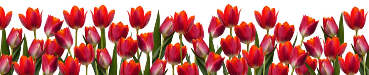 Obraz premium Colorful bouquet of tulips and copyspace. Generative AI
