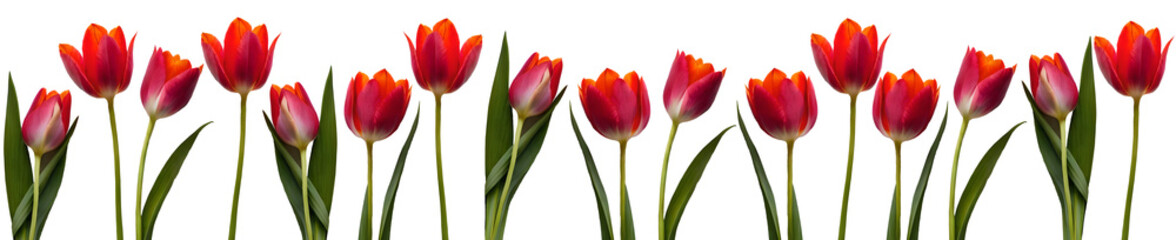Naklejka premium Colorful bouquet of tulips and copyspace. Generative AI
