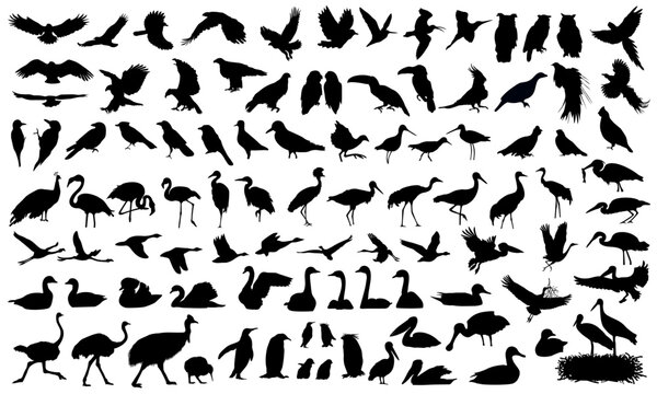 Wildlife. Bird silhouettes set. Vector illustration