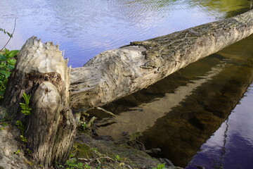 Fototapeta premium Fallen tree (willow tree) caused by a beaver (Castor) on the river bank of the Leine River in Hanover - Lower Saxony, Germany.