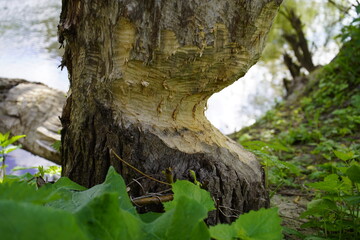 Gnawing marks of a beaver (Castor) on a willow tree trunk on the banks of the Leine River in Hanover - Lower Saxony, Germany.