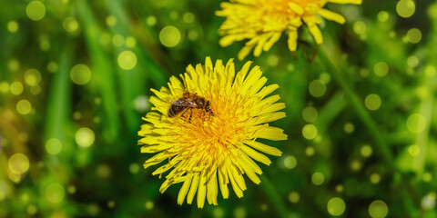 Blooming dandelion grow in the garden. Spring gardening, outdoor concept background, floral style
