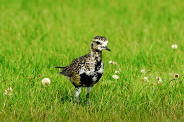 Golden Plover - Iceland