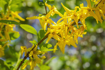 Blooming forsythia grow in the garden. Spring gardening, outdoor concept background, floral style