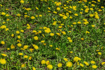 Blooming dandelion grow in the garden. Spring gardening, outdoor concept background, floral style